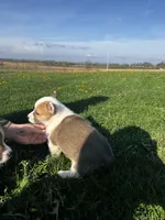 Blazer , a male Pembroke Welsh Corgi for sale in Charles City, IA – 2 of 7