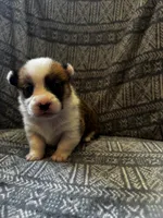 Blazer , a male Pembroke Welsh Corgi for sale in Charles City, IA – Photo 2 of 3