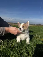 Blazer , a male Pembroke Welsh Corgi for sale in Charles City, IA – 4 of 7