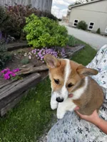 AKC Barlow, a male Pembroke Welsh Corgi for sale in Charles City, IA – 3 of 6