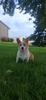 AKC-Bruno , a male Pembroke Welsh Corgi for sale in Charles City, IA – 3 of 6