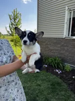 AKC Ben, a male Pembroke Welsh Corgi for sale in Charles City, IA – 3 of 7