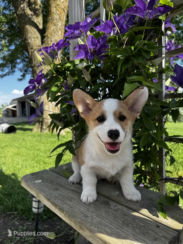 AKC Blazer  – Pembroke Welsh Corgi puppy for sale in Charles City, IA