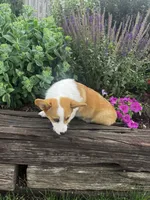 AKC-Bruno , a male Pembroke Welsh Corgi for sale in Charles City, IA – 4 of 6