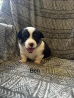 Ben, a male Pembroke Welsh Corgi for sale in Charles City, IA – Photo 1 of 4