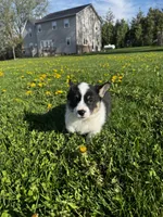 Ben, a male Pembroke Welsh Corgi for sale in Charles City, IA – 3 of 5