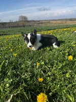 Ben, a male Pembroke Welsh Corgi for sale in Charles City, IA – 4 of 5