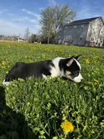 Ben, a male Pembroke Welsh Corgi for sale in Charles City, IA – 5 of 5