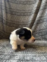 Ben, a male Pembroke Welsh Corgi for sale in Charles City, IA – Photo 4 of 4