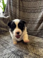 Ben, a male Pembroke Welsh Corgi for sale in Charles City, IA – Photo 2 of 4