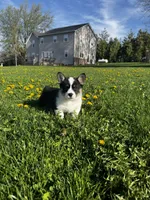 Ben, a male Pembroke Welsh Corgi for sale in Charles City, IA – 2 of 5