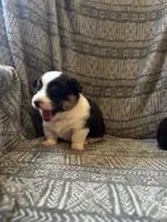 Ben, a male Pembroke Welsh Corgi for sale in Charles City, IA – Photo 3 of 4