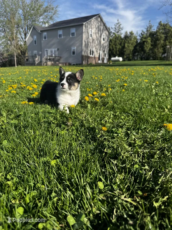 Ben – Pembroke Welsh Corgi puppy for sale in Charles City, IA