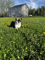 Ben, a male Pembroke Welsh Corgi for sale in Charles City, IA – 1 of 5