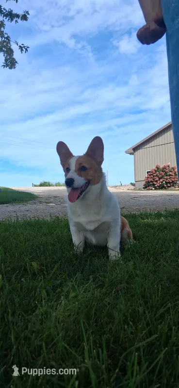AKC-Bruno  – Pembroke Welsh Corgi puppy for sale in Charles City, IA