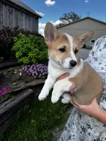 AKC Barlow, a male Pembroke Welsh Corgi for sale in Charles City, IA – 6 of 6