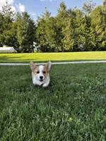AKC Blazer , a male Pembroke Welsh Corgi for sale in Charles City, IA – 7 of 8