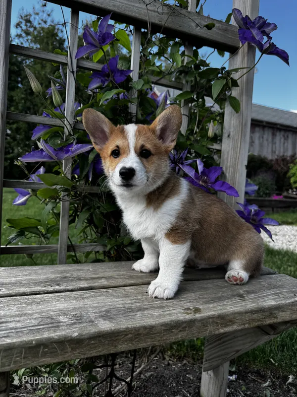 AKC Barlow – Pembroke Welsh Corgi puppy for sale in Charles City, IA