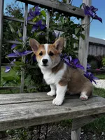 AKC Barlow, a male Pembroke Welsh Corgi for sale in Charles City, IA – 1 of 6