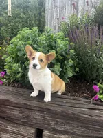 AKC-Bruno , a male Pembroke Welsh Corgi for sale in Charles City, IA – 2 of 6
