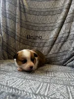 Bruno, a male Pembroke Welsh Corgi for sale in Charles City, IA – Photo 5 of 5