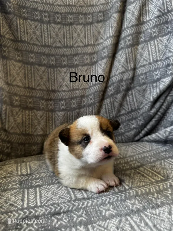 Bruno – Pembroke Welsh Corgi puppy for sale in Charles City, IA