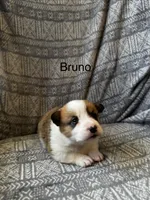 Bruno, a male Pembroke Welsh Corgi for sale in Charles City, IA – Photo 1 of 5