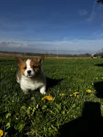 Bruno, a male Pembroke Welsh Corgi for sale in Charles City, IA – 3 of 5