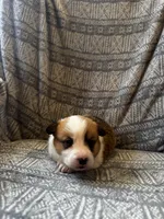 Bruno, a male Pembroke Welsh Corgi for sale in Charles City, IA – Photo 4 of 5