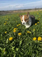 Bruno, a male Pembroke Welsh Corgi for sale in Charles City, IA – 5 of 5