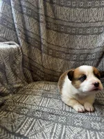 Bruno, a male Pembroke Welsh Corgi for sale in Charles City, IA – Photo 3 of 5