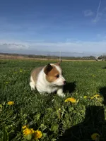 Bruno, a male Pembroke Welsh Corgi for sale in Charles City, IA – 4 of 5