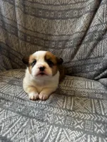 Bruno, a male Pembroke Welsh Corgi for sale in Charles City, IA – Photo 2 of 5