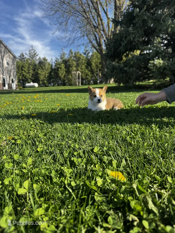 Bruno – Pembroke Welsh Corgi puppy for sale in Charles City, IA