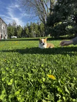 Bruno, a male Pembroke Welsh Corgi for sale in Charles City, IA – 1 of 5