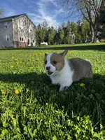 Bruno, a male Pembroke Welsh Corgi for sale in Charles City, IA – 2 of 5