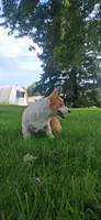 AKC-Bruno , a male Pembroke Welsh Corgi for sale in Charles City, IA – 5 of 6
