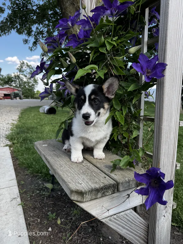 AKC Ben – Pembroke Welsh Corgi puppy for sale in Charles City, IA