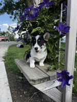 AKC Ben, a male Pembroke Welsh Corgi for sale in Charles City, IA – 1 of 7
