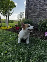 AKC Blazer , a male Pembroke Welsh Corgi for sale in Charles City, IA – 4 of 8