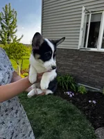 AKC Ben, a male Pembroke Welsh Corgi for sale in Charles City, IA – 2 of 7
