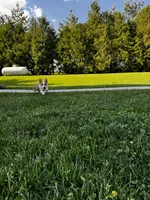 AKC Blazer , a male Pembroke Welsh Corgi for sale in Charles City, IA – 6 of 8