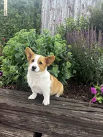 AKC-Bruno , a male Pembroke Welsh Corgi for sale in Charles City, IA – 3 of 6