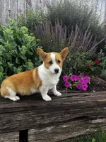 AKC-Bruno , a male Pembroke Welsh Corgi for sale in Charles City, IA – 5 of 6