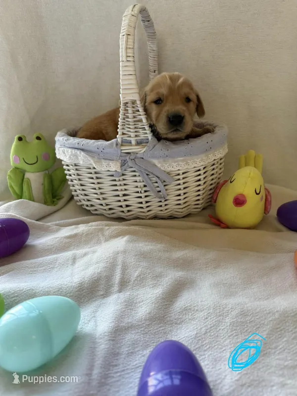 Light blue collar – Golden Retriever puppy for sale in East Moline, IL