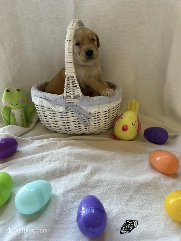 Male Black Collar – Golden Retriever puppy for sale in East Moline, IL