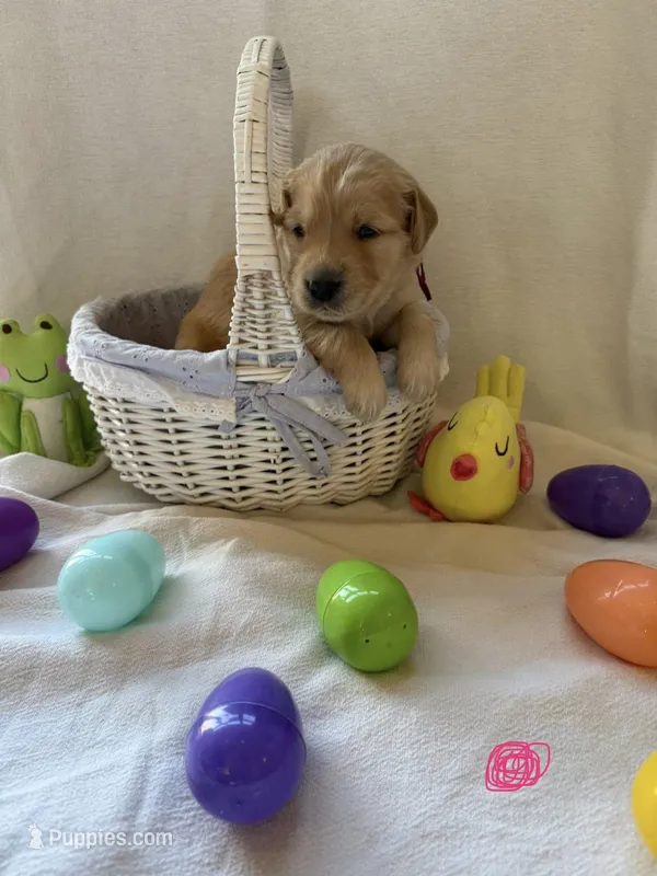 Pink collar female – Golden Retriever puppy for sale in East Moline, IL