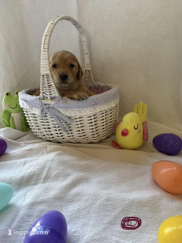 Maroon female  – Golden Retriever puppy for sale in East Moline, IL