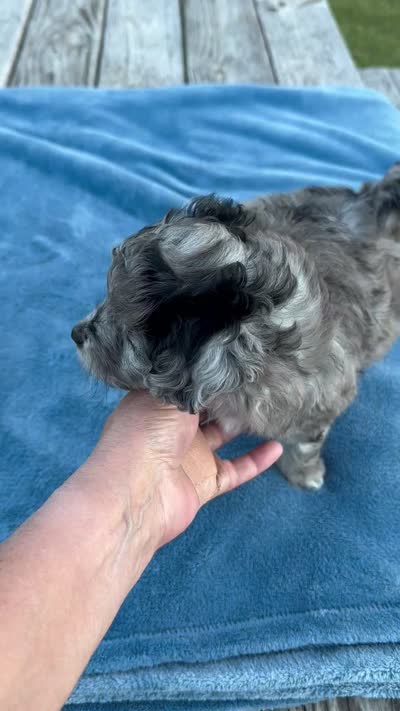 Cheyenne, a female Miniature Aussiedoodle for sale in Weatherford, TX – 5 of 5
