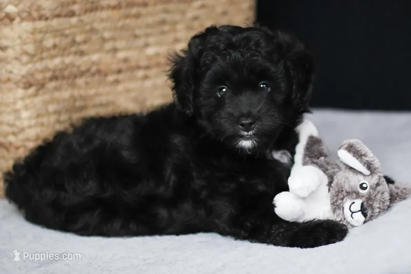 Cody – Miniature Aussiedoodle puppy for sale in Weatherford, TX